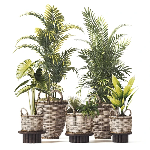 现代植物绿植盆栽