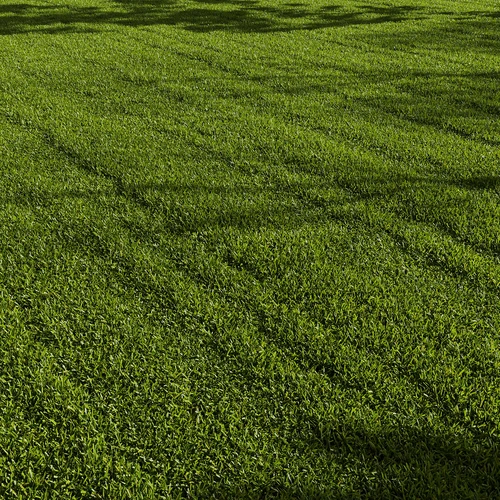 现代草地 草坪