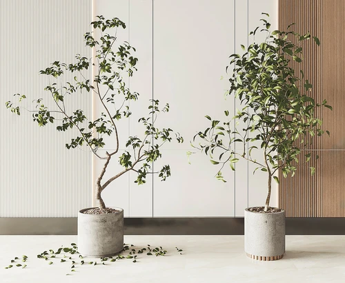 现代绿植盆栽