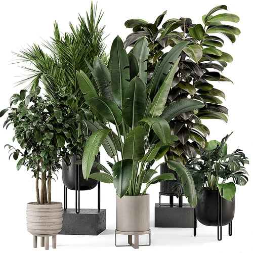 现代植物盆栽