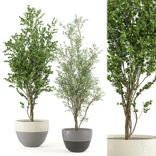 现代植物盆栽