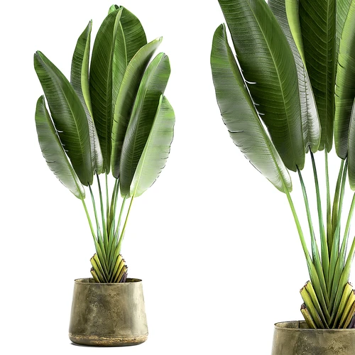 现代绿植芭蕉叶盆栽