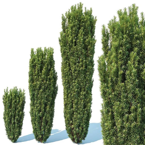 现代植物树
