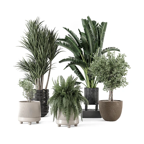 现代绿植植物盆栽