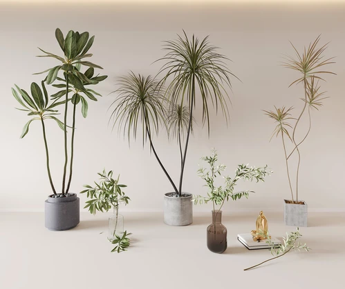 绿植盆栽