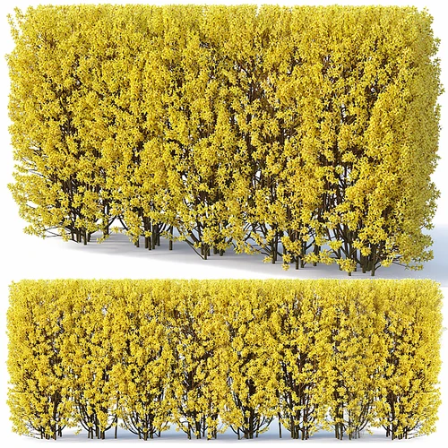 现代枫叶树木