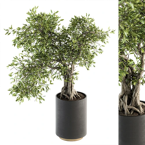 现代植物盆栽