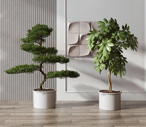 绿植盆栽