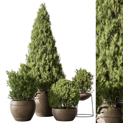 现代绿植盆栽 景观绿植