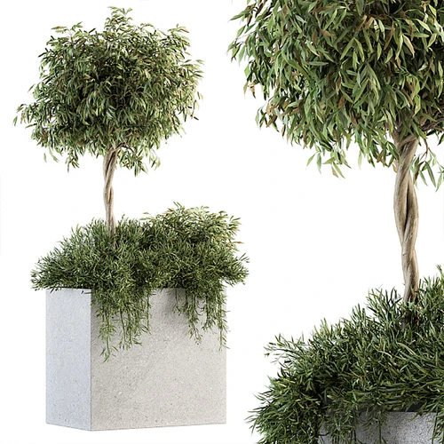 现代植物盆栽
