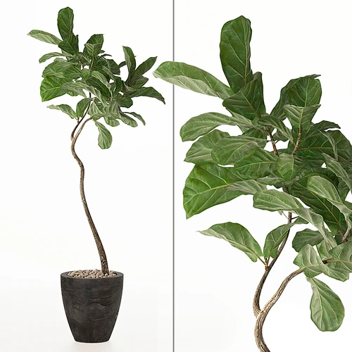 现代植物盆栽