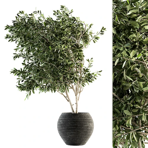 现代植物盆栽