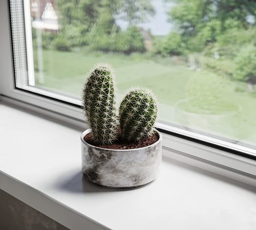 仙人掌植物盆栽