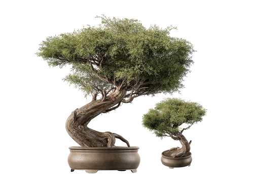 新中式松树盆栽