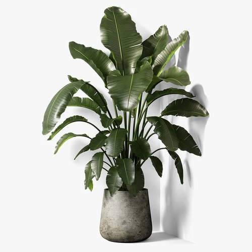 strelitzia 现代室内绿植
