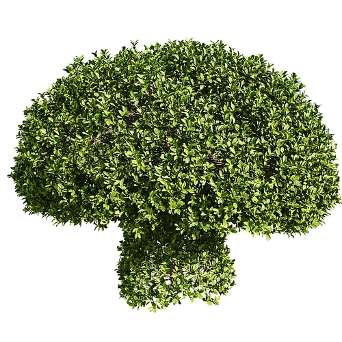 Ficus concinna 现代蘑菇型绿植