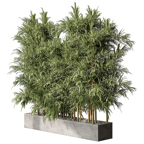 现代竹子盆栽盆景