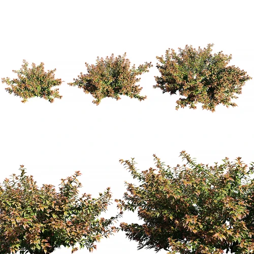 现代植物草