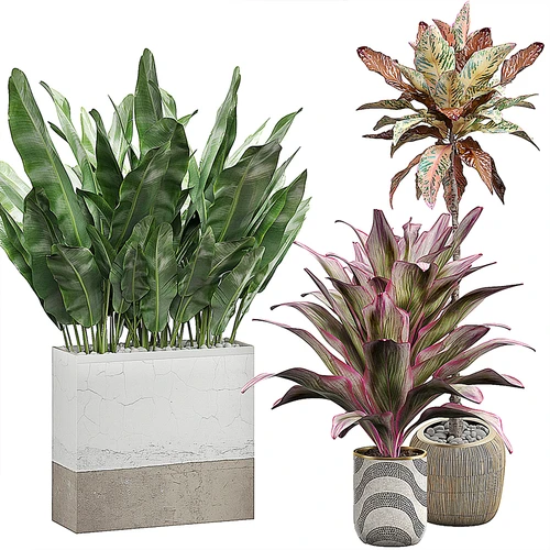现代植物盆栽