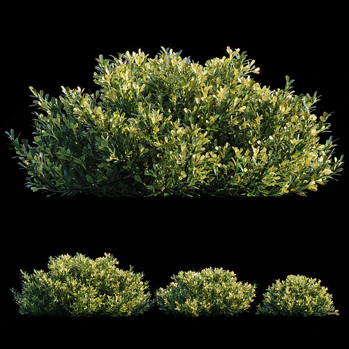 现代植物草