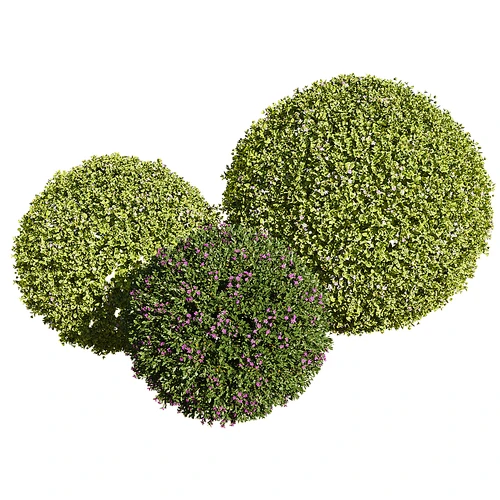 Bacopa diffusa 现代绿植球