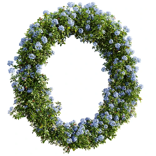 Ceratostigma plumbaginoides 现代绿植圈