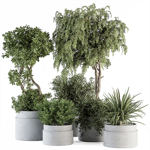 现代植物盆栽