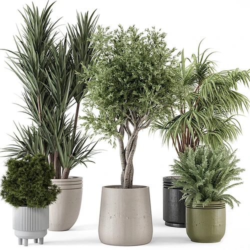 现代植物盆栽