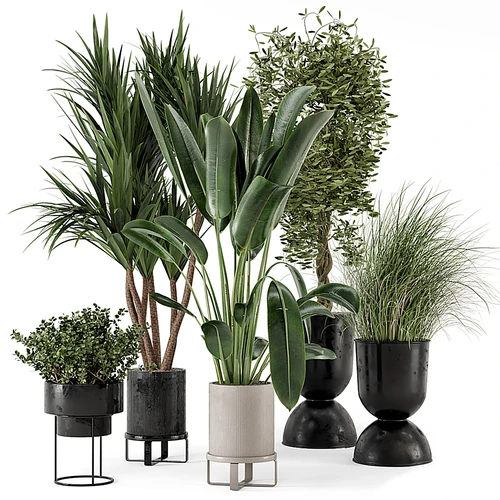 现代植物盆栽