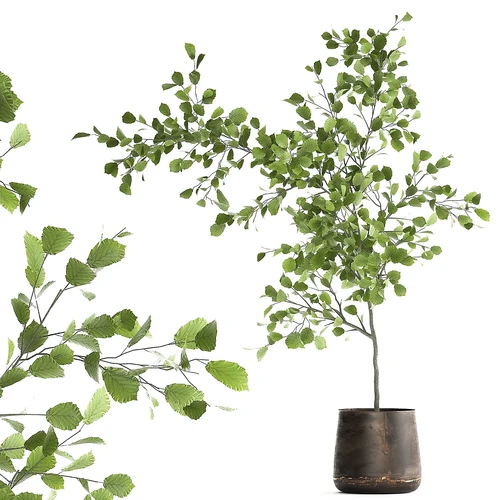 Linden现代植物