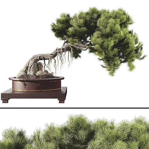 盆景树
