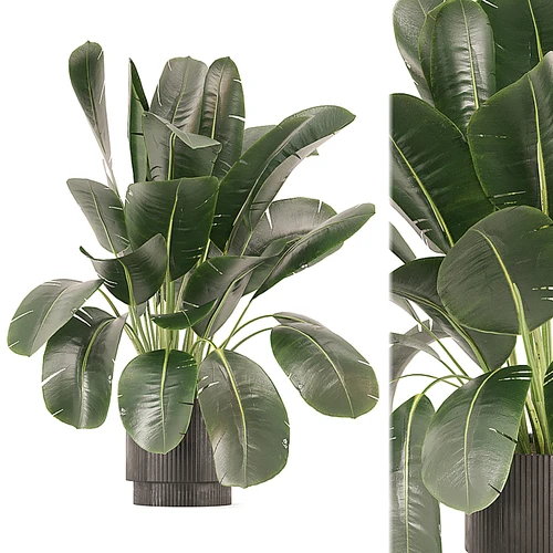 室内植物系列