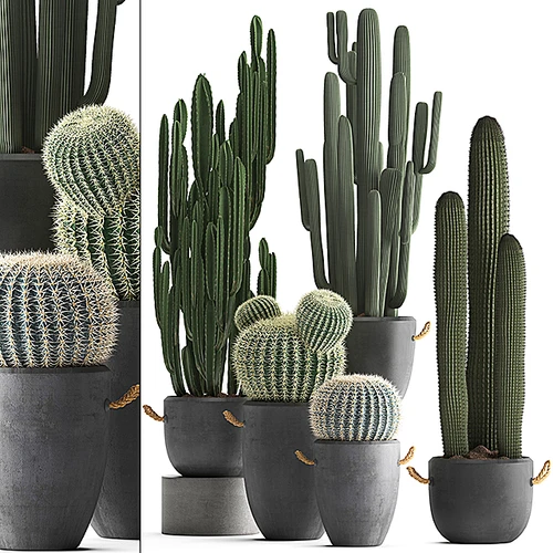 Collection of Plants 现代植物