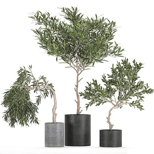 现代植物盆栽