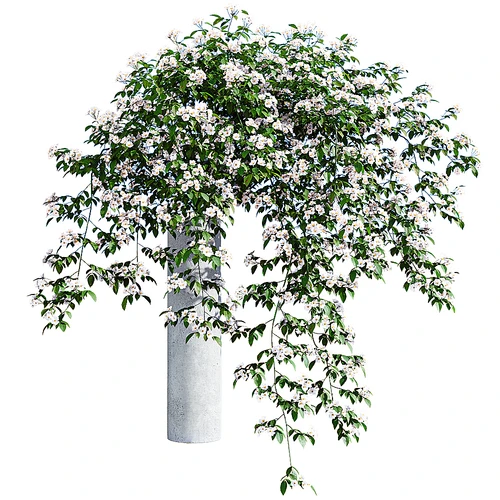 Rosa cymosa 现代花束
