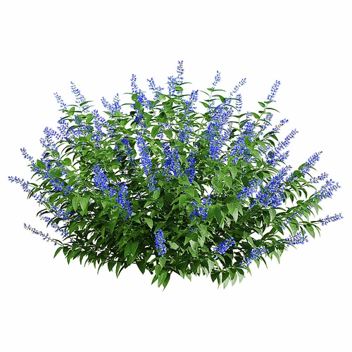 现代户外花草