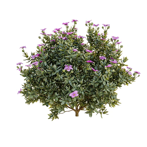 Cistus albidus 现代绿植