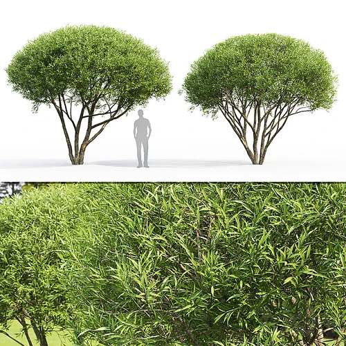 现代景观树
