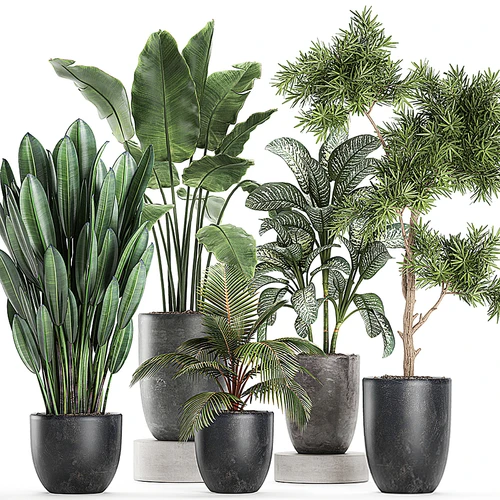 现代植物盆栽