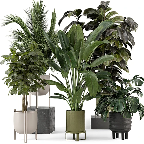 现代植物盆栽