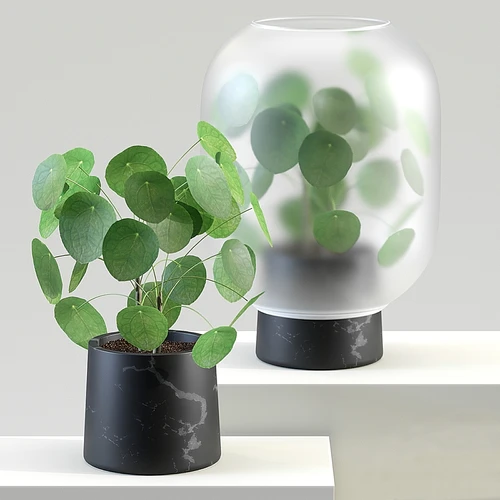 现代植物绿植