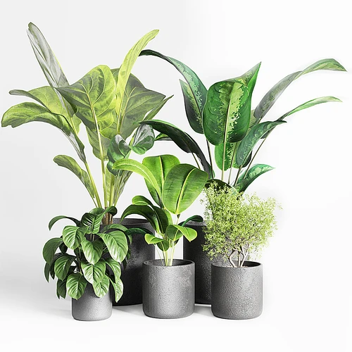 现代植物盆栽