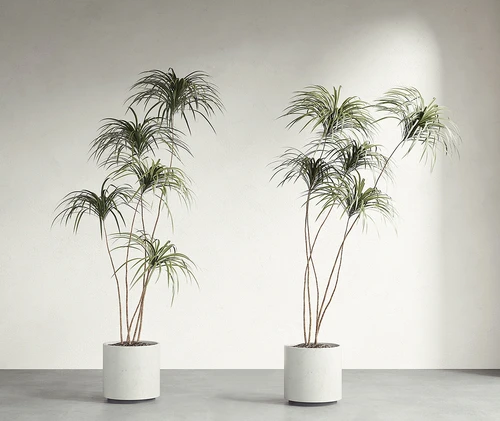现代绿植盆栽