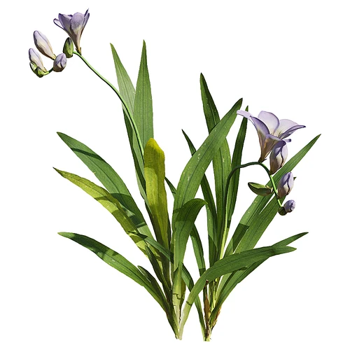 Freesia hybrida 小苍兰