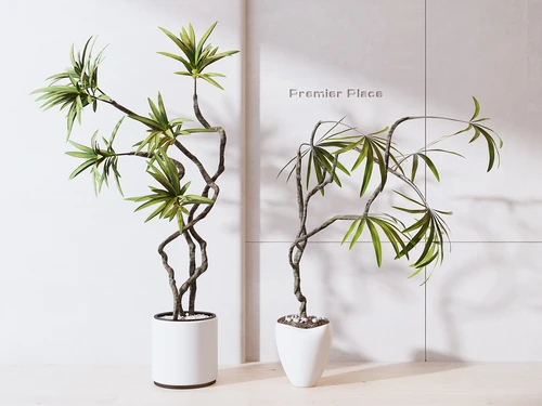现代绿植盆栽组合