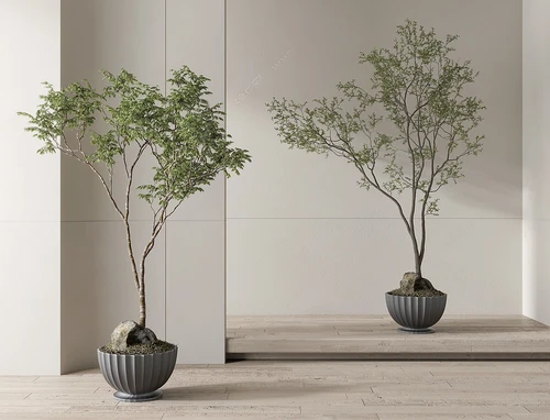 现代植物盆栽