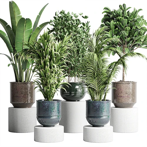 现代植物盆栽