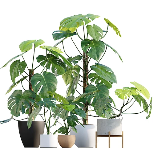 现代植物盆栽
