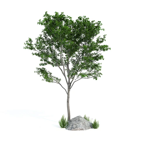 现代乔木3D模型