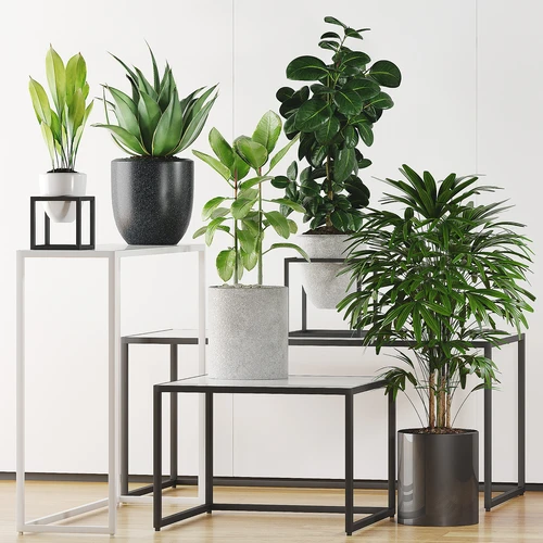 现代绿植盆栽盆景